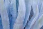 Mexico, Tecate, Rancho La Puerta. Close-up of agave leaves. Art Print